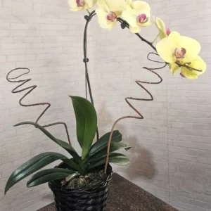 Orquídea Amarela (Tradicional)