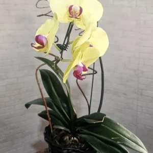 Orquídea Amarela c/ Ferrero Rocher