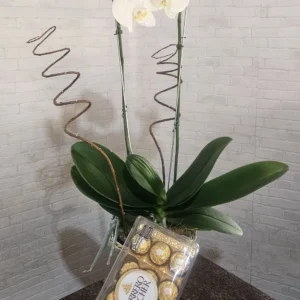 Orquídea Branca c/ Ferrero Rocher
